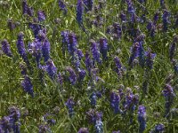 Vicia cracca 21, Vogelwikke, Saxifraga-Jan van der Straaten