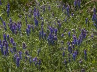 Vicia cracca 22, Vogelwikke, Saxifraga-Jan van der Straaten
