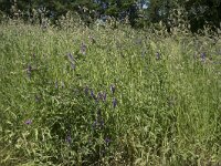 Vicia cracca 23, Vogelwikke, Saxifraga-Willem van Kruijsbergen