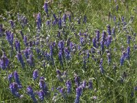 Vicia cracca 24, Vogelwikke, Saxifraga-Willem van Kruijsbergen