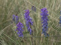 Vicia cracca 25, Vogelwikke, Saxifraga-Willem van Kruijsbergen