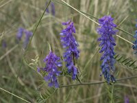Vicia cracca 26, Vogelwikke, Saxifraga-Willem van Kruijsbergen
