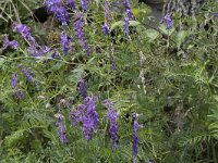 Vicia cracca 27, Vogelwikke, Saxifraga-Willem van Kruijsbergen