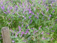 Vicia cracca 7, Vogelwikke, Saxifraga-Rudmer Zwerver