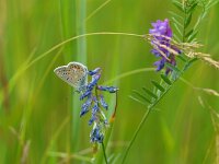 Vicia cracca 8, Vogelwikke, Saxifraga-Rudmer Zwerver