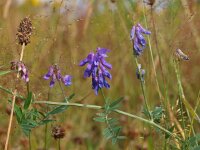 Vicia cracca 9, Vogelwikke, Saxifraga-Rudmer Zwerver