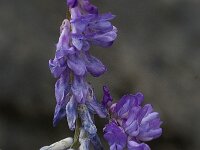 Vicia cracca ssp cracca 10, Vogelwikke, Saxifraga-Willem van Kruijsbergen