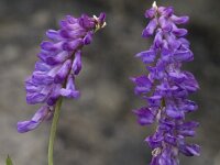 Vicia cracca ssp cracca 11, Vogelwikke, Saxifraga-Willem van Kruijsbergen