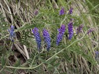 Vicia cracca ssp cracca 19, Saxifraga-Willem van Kruijsbergen