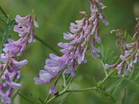 Vicia cracca ssp cracca 3, Vogelwikke, Saxifraga-Jan van der Straaten