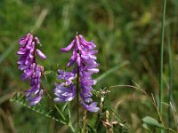 Vicia cracca ssp cracca 4, Vogelwikke, Saxifraga-Jan van der Straaten