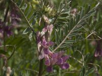 Vicia cracca ssp oreophila 5, Saxifraga-Willem van Kruijsbergen