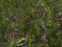 Vicia cracca ssp oreophila 6, Saxifraga-Willem van Kruijsbergen