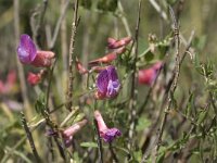 Vicia cretica