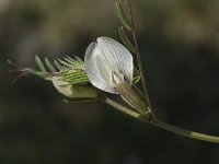Vicia grandiflora 5, Saxifraga-Willem van Kruijsbergen