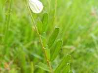 Vicia grandiflora 7, Saxifraga-Rutger Barendse