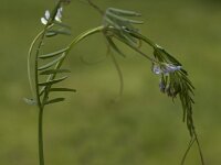 Vicia hirsuta, Hairy Tare