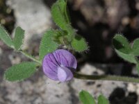 Vicia lathyroides 1, Lathyruswikke, Saxifraga-Rutger Barendse