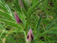 Vicia lutea, Yellow Vetch