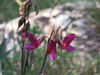 Vicia monantha 1, Saxifraga-Jan van der Straaten