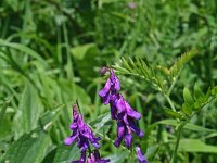 Vicia montenegrina