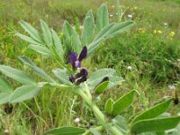 Vicia narbonensis