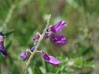 Vicia onobrychioides 1, Saxifraga-Jan van der Straaten