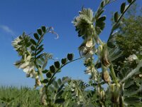 Vicia pannonica 11, Hongaarse wikke, Saxifraga-Ed Stikvoort : Hongaarse wikke gg A900 Lamswaarde