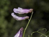 Vicia parviflora 1, Saxifraga-Willem van Kruijsbergen