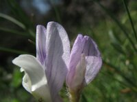 Vicia pseudocracca 1, Saxifraga-Rutger Barendse