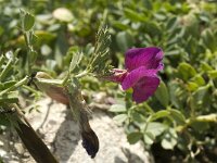 Vicia pyrenaica