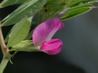 Vicia sativa, Common Vetch
