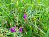 Vicia sativa ssp segetalis 52, Vergeten wikke, Saxifraga-Ab H Baas