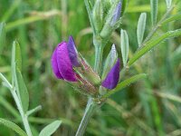 Vicia sativa ssp segetalis 53, Vergeten wikke, Saxifraga-Ab H Baas
