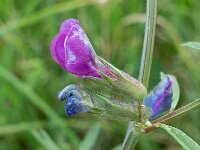 Vicia sativa ssp segetalis 54, Vergeten wikke, Saxifraga-Ab H Baas