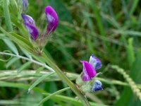 Vicia sativa ssp segetalis 55, Vergeten wikke, Saxifraga-Ab H Baas
