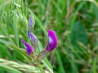 Vicia sativa ssp segetalis 56, Vergeten wikke, Saxifraga-Ab H Baas