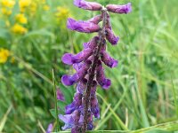 Vicia sativa ssp segetalis 57, Vergeten wikke, Saxifraga-Ab H Baas