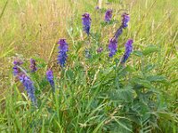 Vicia sativa ssp segetalis 59, Vergeten wikke, Saxifraga-Ab H Baas