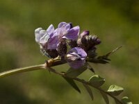 Vicia sepium, Bush Vetch