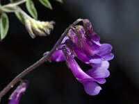 Vicia sibthorpii 1, Saxifraga-Willem van Kruijsbergen