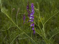 Vicia tenuifolia 1, Tere wikke, Saxifraga-Marijke Verhagen