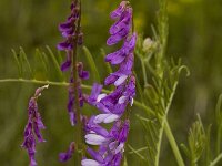 Vicia tenuifolia 7, Stijve wikke, Saxifraga-Marijke Verhagen