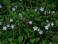 Vinca difformis 1, Saxifraga-Dirk Hilbers