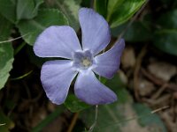 Vinca major 1, Grote maagdenpalm, Saxifraga-Jan van der Straaten