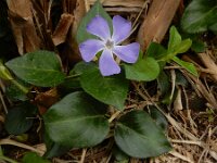 Vinca major 28, Grote maagdenpalm, Saxifraga-Ed Stikvoort