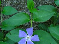 Vinca major 30, Grote maagdenpalm, Saxifraga-Ed Stikvoort