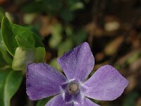 Vinca minor, Lesser Periwinkle