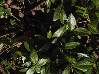 Vinca minor 21, Kleine maagdenpalm, Saxifraga-Jan van der Straaten