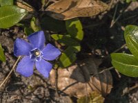 Vinca minor 24, Kleine maagdenpalm, Saxifraga-Jan van der Straaten